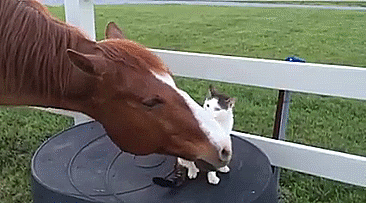 cat-horse-friends-sappy-dakota-1 cat-horse-friends-sappy-dakota-1