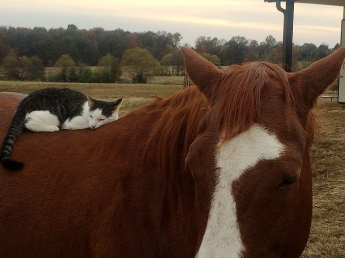 cat-horse-friends-sappy-dakota-3