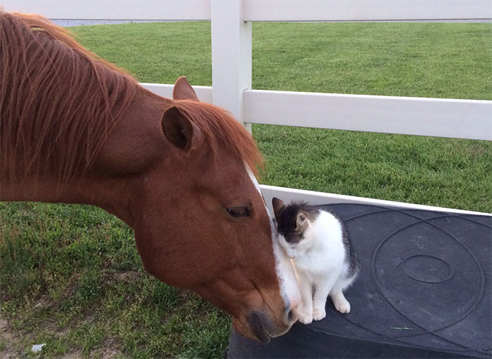 Tiny Cat Has Been Best Friends With His Horse Since He Was A Kitten