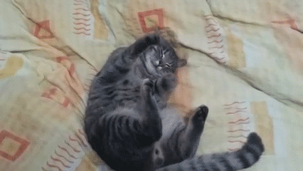 The Funniest Cat Gifs On The Internet