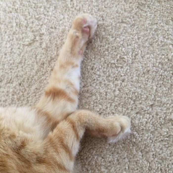 Letter L From Cat Legs