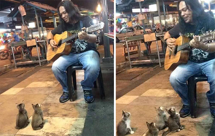 cats-listening-music-street-musician-jass-pangkor-buskers-malaysia-2 cats-listening-music-street-musician-jass-pangkor-buskers-malaysia-2