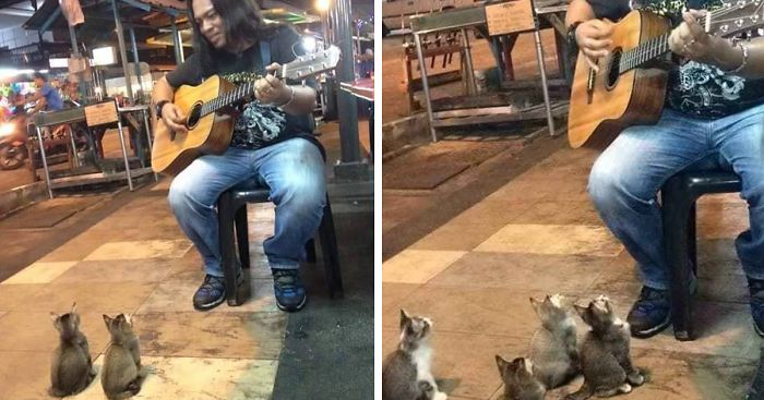 4 Music-Loving Kitties Come To Listen To Street Singer Everyone Else Ignored