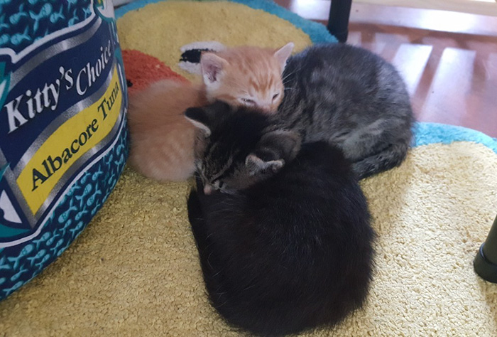 cop-rescues-kitten-donut-operator-1 cop-rescues-kitten-donut-operator-1