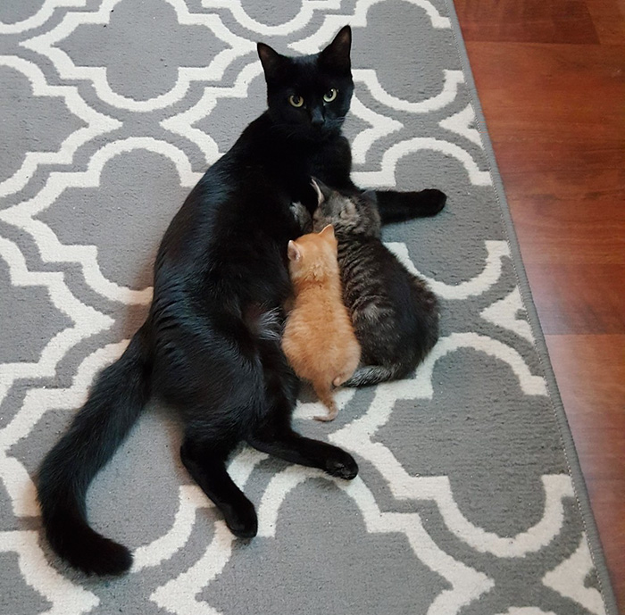 cop-rescues-kitten-donut-operator-2