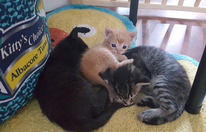 cop-rescues-kitten-donut-operator-3 cop-rescues-kitten-donut-operator-3