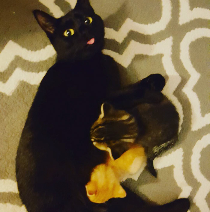 cop-rescues-kitten-donut-operator-4