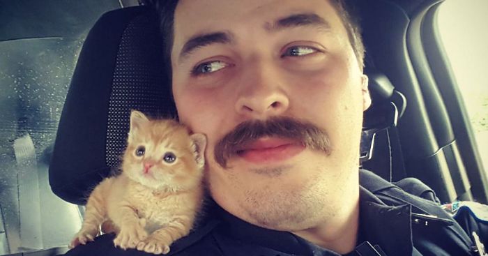 Cop Rescues Kitten Left In The Rain And Now They’re Fighting Crimes Together