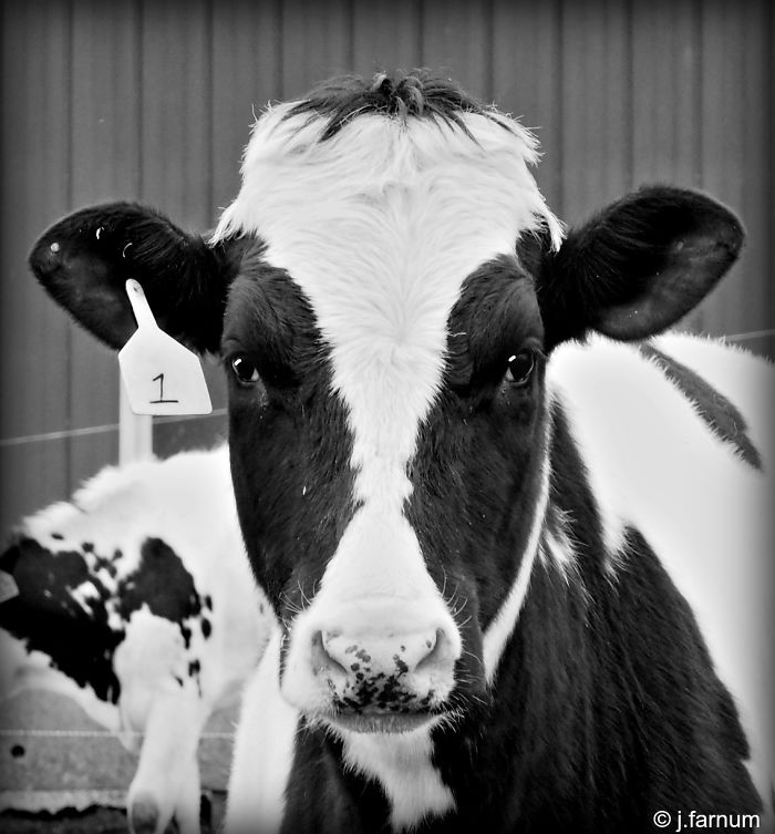 When I Look Into The Eyes Of An Animal, I See A Friend, I Feel A Soul.