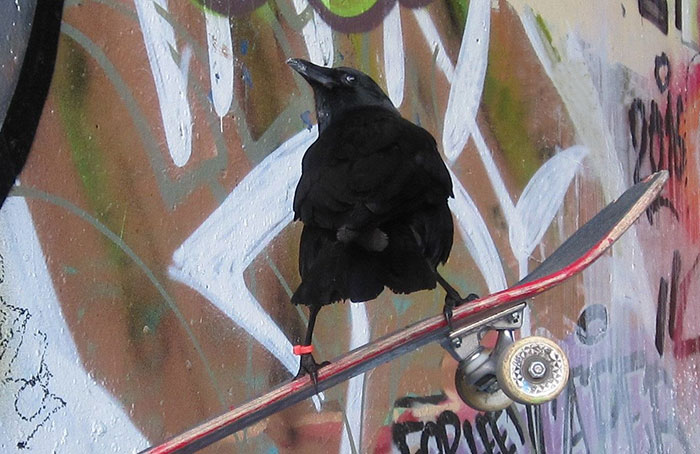 crow-befriends-man-canuck-13 crow-befriends-man-canuck-13