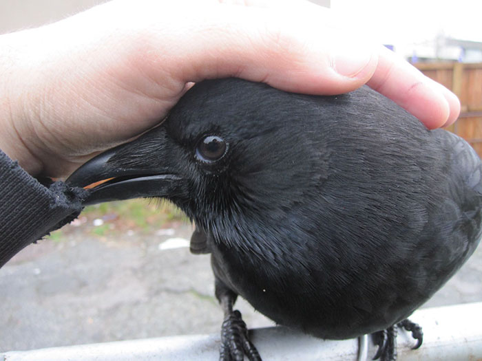 crow-befriends-man-canuck-18