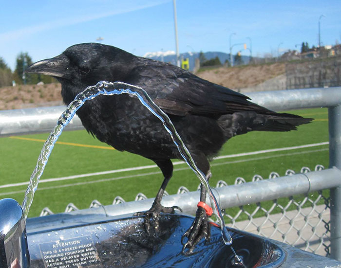 crow-befriends-man-canuck-22