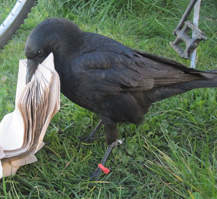 crow-befriends-man-canuck-23