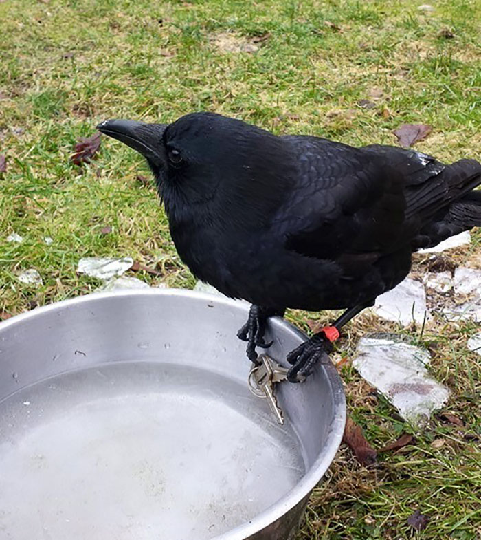 crow-befriends-man-canuck-3 crow-befriends-man-canuck-3
