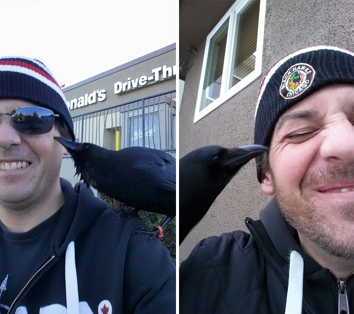 crow-befriends-man-canuck-30