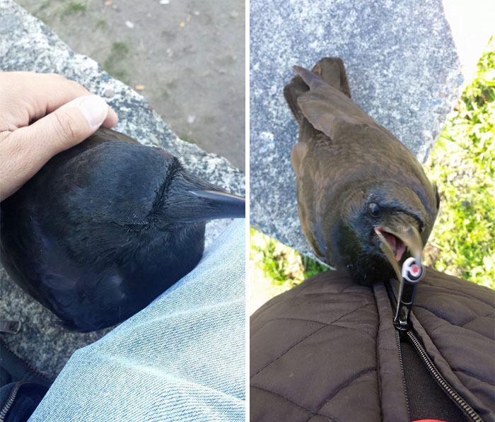 crow-befriends-man-canuck-31