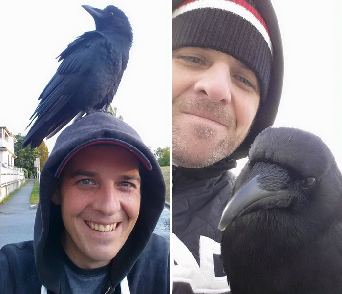 crow-befriends-man-canuck-33 crow-befriends-man-canuck-33