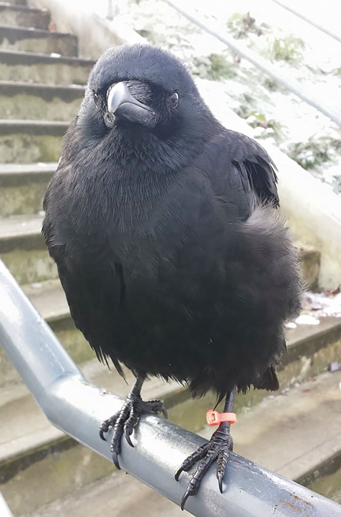 crow-befriends-man-canuck-7 crow-befriends-man-canuck-7