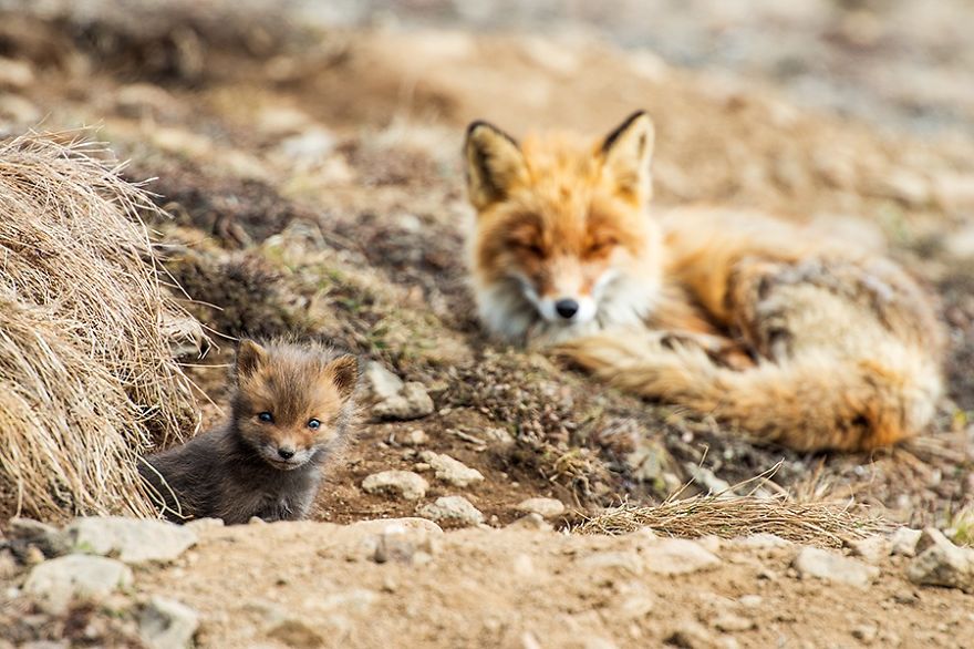 Baby Fox