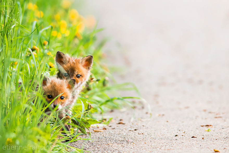 Baby Foxes