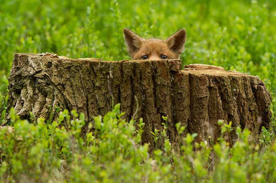 A Young Fox Cub First Day Out
