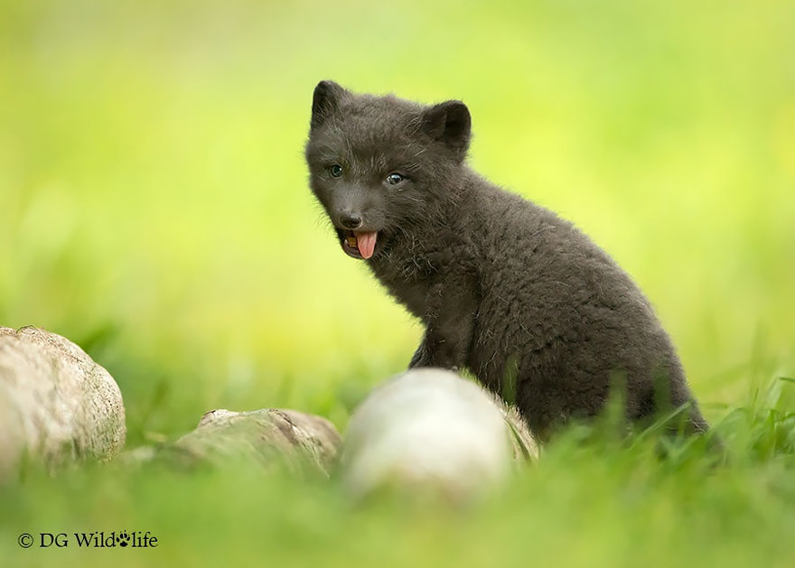 Cheeky Arctic Fox Cub