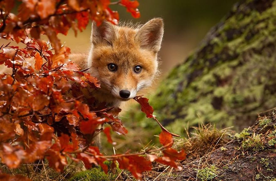 Autumn Fox