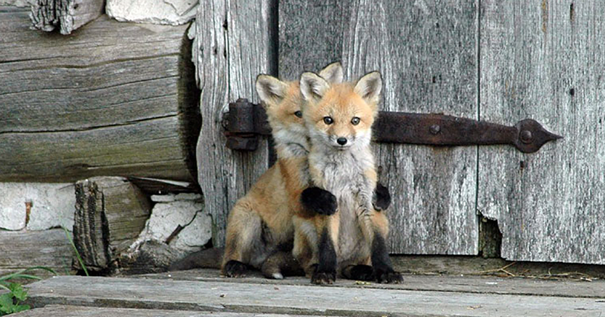 27 Baby Foxes That Are Too Cute To Be True