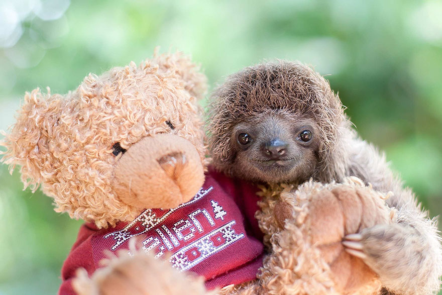 cute-baby-sloth-institute-costa-rica-sam-trull-16 cute-baby-sloth-institute-costa-rica-sam-trull-16