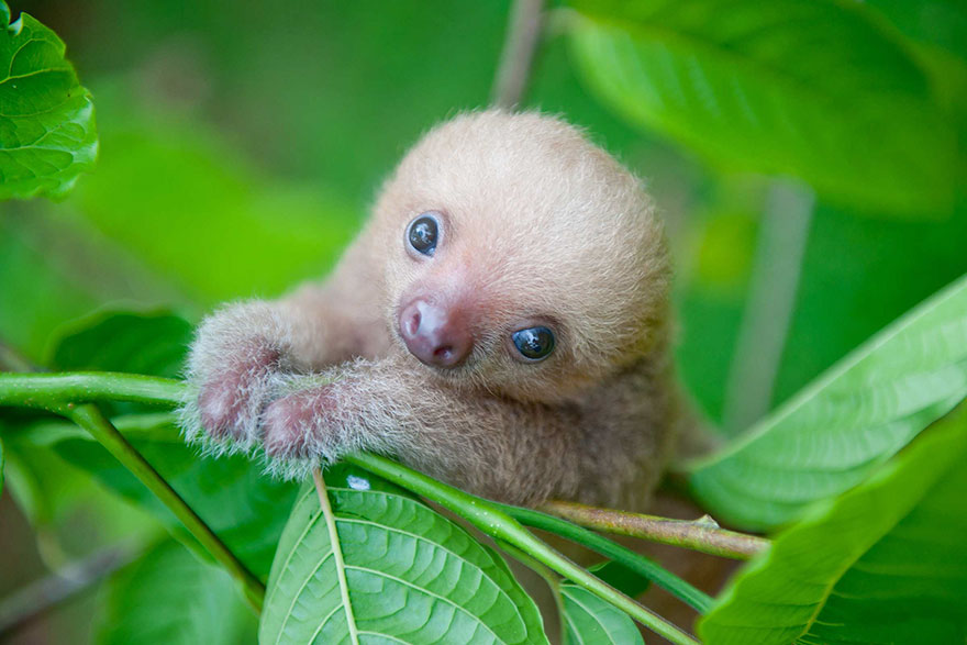 cute-baby-sloth-institute-costa-rica-sam-trull-17 cute-baby-sloth-institute-costa-rica-sam-trull-17