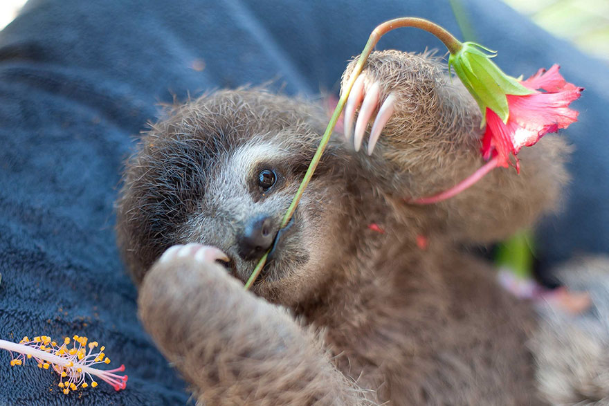 cute-baby-sloth-institute-costa-rica-sam-trull-21 cute-baby-sloth-institute-costa-rica-sam-trull-21