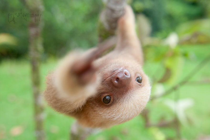 cute-baby-sloth-institute-costa-rica-sam-trull-3 cute-baby-sloth-institute-costa-rica-sam-trull-3