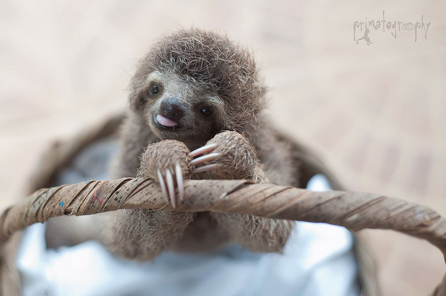 cute-baby-sloth-institute-costa-rica-sam-trull-5 cute-baby-sloth-institute-costa-rica-sam-trull-5