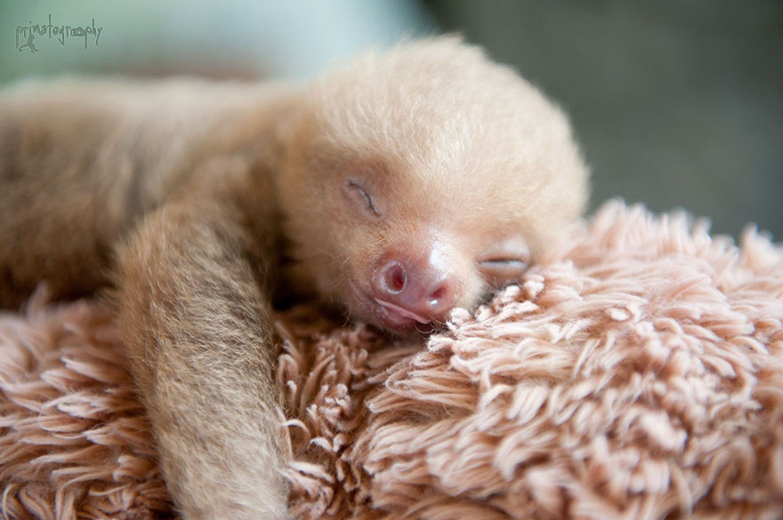cute-baby-sloth-institute-costa-rica-sam-trull-6 cute-baby-sloth-institute-costa-rica-sam-trull-6