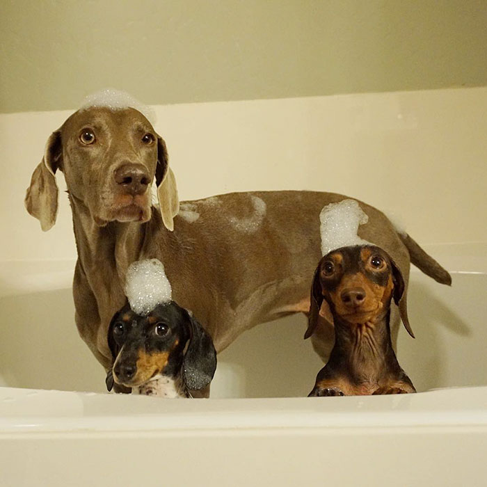 cute-dogs-sleep-together-best-friends-harlow-sage-indiana-reese-45