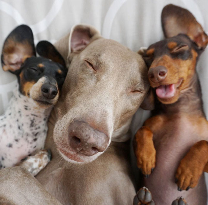 Two Dogs Get A New Puppy And Now They’re The Best Sleeping Buddies Ever