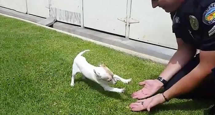 dog-addicted-drugs-policeman-bubba-2 dog-addicted-drugs-policeman-bubba-2