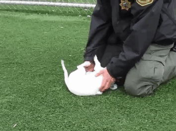 dog-addicted-drugs-policeman-bubba-3 dog-addicted-drugs-policeman-bubba-3