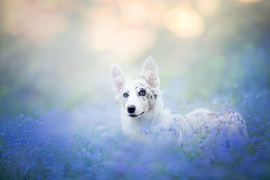 This Polish Photographer Takes The Most Beautiful Dog Photos Ever (13 Pics)