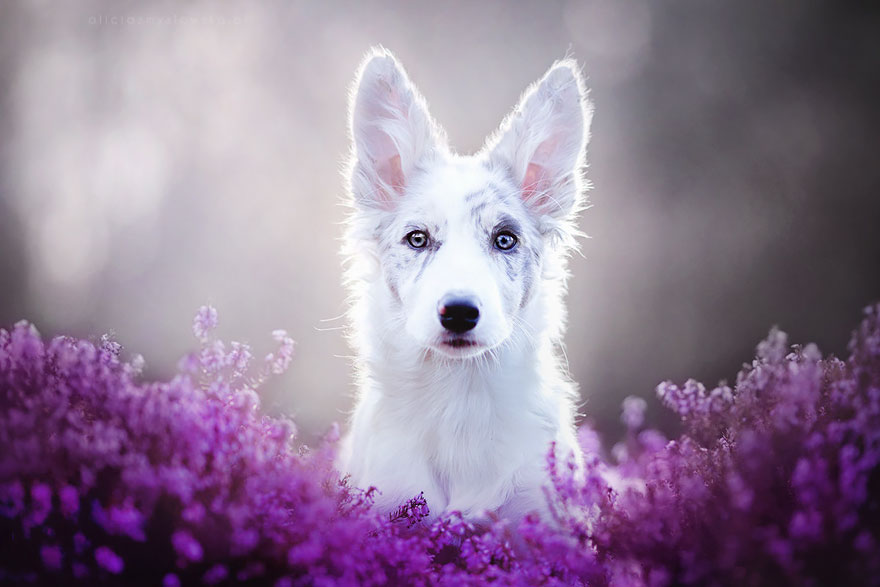 This Polish Photographer Takes The Most Beautiful Dog Photos Ever (13 Pics) This Polish Photographer Takes The Most Beautiful Dog Photos Ever (13 Pics)