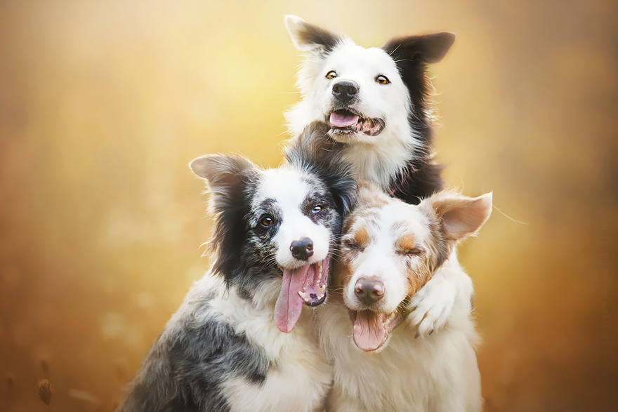 dog-photography-alicja-zmyslowska-2-15 dog-photography-alicja-zmyslowska-2-15