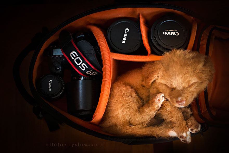 This Polish Photographer Takes The Most Beautiful Dog Photos Ever (13 Pics)