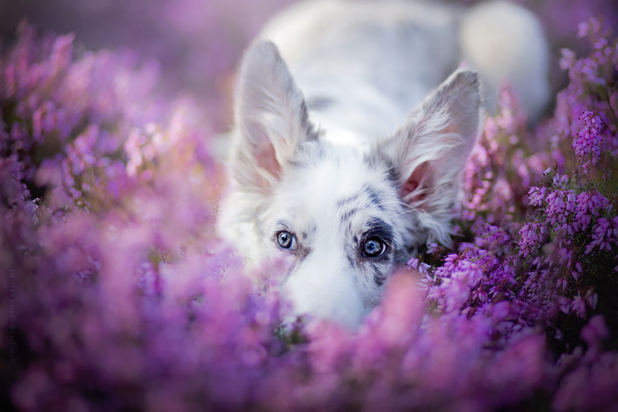 This Polish Photographer Takes The Most Beautiful Dog Photos Ever (13 Pics)