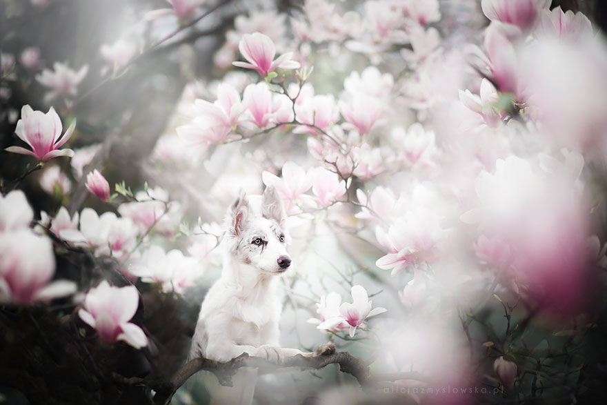 This Polish Photographer Takes The Most Beautiful Dog Photos Ever (13 Pics)