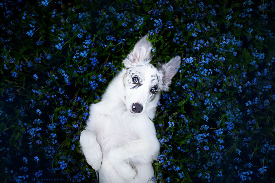This Polish Photographer Takes The Most Beautiful Dog Photos Ever (13 Pics)
