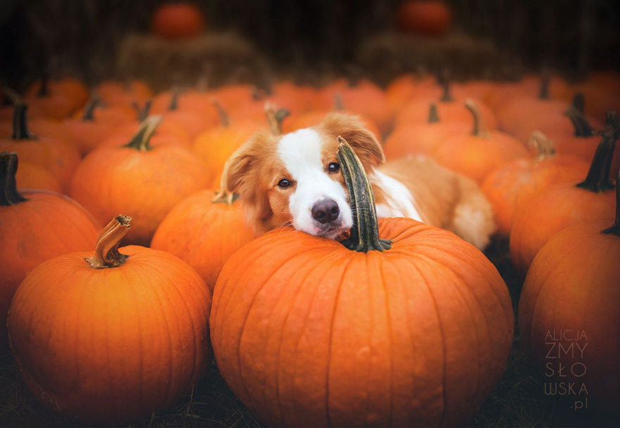 dog-photography-flowers-alicja-zmyslowska20 dog-photography-flowers-alicja-zmyslowska20