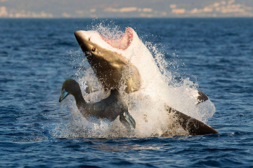 Duck, Duck... Shark!