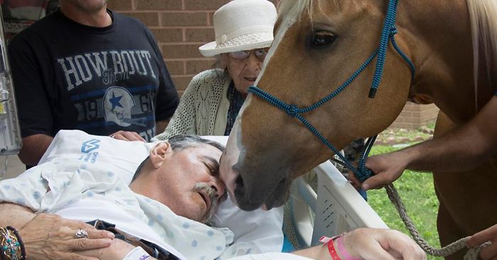 Horses Come To Hospital To Say Goodbye To Their Dying Vietnam Veteran
