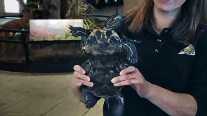 edible-six-pack-beer-rings-safe-for-marine-life-saltwater-brewery-1