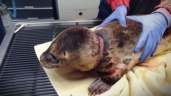 edible-six-pack-beer-rings-safe-for-marine-life-saltwater-brewery-5 edible-six-pack-beer-rings-safe-for-marine-life-saltwater-brewery-5